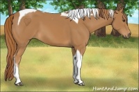 Horse Color:Chestnut Tobiano