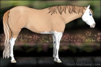 Horse Color:Gold Champagne Splash 