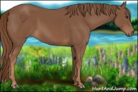 Horse Color:Chestnut Rabicano 