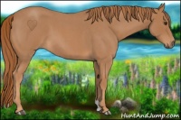 Horse Color:Red Roan 