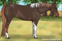 Horse Color:Liver Chestnut Tobiano