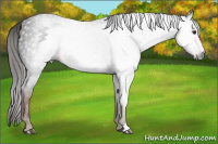 Horse Color:Gray Liver Chestnut 