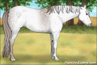 Horse Color:Gray Chestnut 
