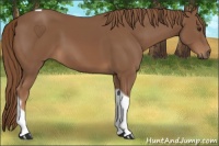 Horse Color:Chestnut Tobiano