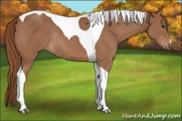 Horse Color:Chestnut Tobiano Rabicano