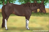 Horse Color:Liver Chestnut Tobiano Rabicano