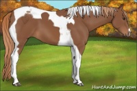 Horse Color:Chestnut Tobiano