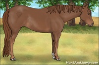 Horse Color:Chestnut Rabicano 