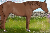 Horse Color:Chestnut Rabicano 
