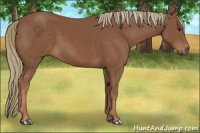 Horse Color:Chestnut 