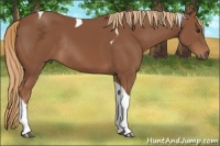 Horse Color:Chestnut Tobiano Rabicano