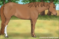 Horse Color:Chestnut 