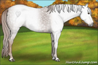 Horse Color:Gray Chestnut Rabicano