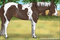 Horse Color:Liver Chestnut Splash Tobiano Appaloosa Rabicano
