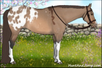 Horse Color:Bay Dun Appaloosa 