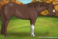 Horse Color:Liver Chestnut 