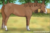 Horse Color:Chestnut Splash 