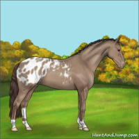 Horse Color:Classic Champagne Appaloosa