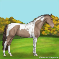 Horse Color:Classic Champagne Tobiano 
