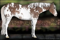 Horse Color:White Spotted Silver Black 