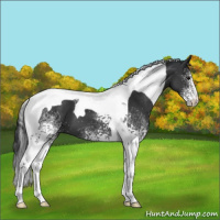 Horse Color:White Spotted Black Tobiano 