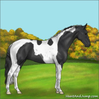 Horse Color:Black Tobiano 
