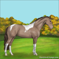 Horse Color:Classic Champagne Tobiano 
