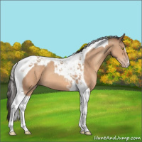 Horse Color:Sable Champagne Tobiano 