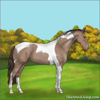 Horse Color:Classic Champagne Tobiano Appaloosa 