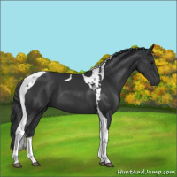 Horse Color:Black Tobiano 