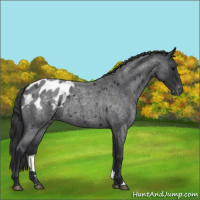 Horse Color:Blue Roan Appaloosa