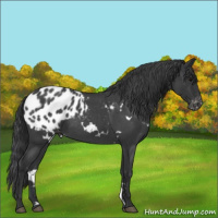 Horse Color:White Spotted Blue Roan Blanket 