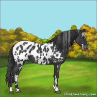Horse Color:White Spotted Blue Roan Appaloosa