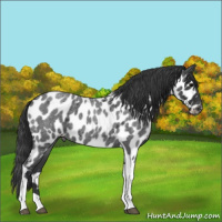 Horse Color:Blue Roan Tobiano Near Leopard 