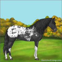 Horse Color:Blue Roan Tobiano Appaloosa