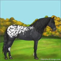 Horse Color:Blue Roan Appaloosa 