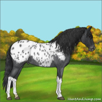 Horse Color:Blue Roan Appaloosa