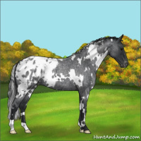Horse Color:White Spotted Blue Roan Appaloosa 