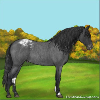 Horse Color:Blue Roan Appaloosa 
