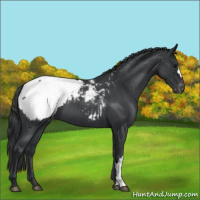 Horse Color:Blue Roan Appaloosa 