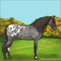 Horse Color:Smoky Blue Roan Appaloosa 