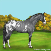 Horse Color:White Spotted Blue Roan Splash Appaloosa 