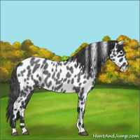 Horse Color:Blue Roan Leopard 