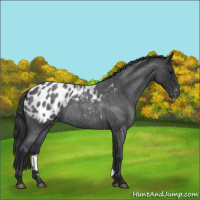 Horse Color:Blue Roan Appaloosa 
