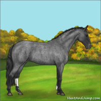 Horse Color:Blue Roan Varnish 