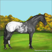 Horse Color:Blue Roan Snowcap 