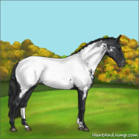 Horse Color:Blue Roan Near Fewspot 