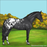 Horse Color:Blue Roan Appaloosa 
