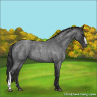Horse Color:Blue Roan Appaloosa 