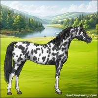 Horse Color:Blue Roan Appaloosa 